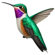 Hummingbird sticker