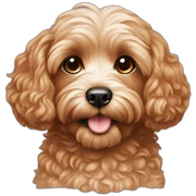Cavapoo sticker