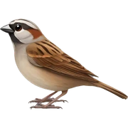 SPARROW sticker