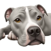 Gray Pitbull laying  sticker