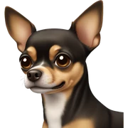 Black and brown chihuahua face sticker