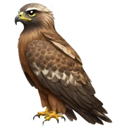 hawk sticker