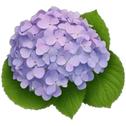 hydrangea sticker