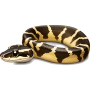 Ball python  sticker