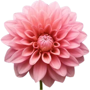 Pink Dahlia flower  sticker
