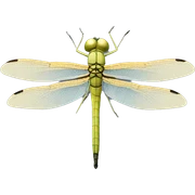 Blond Dragonfly sticker
