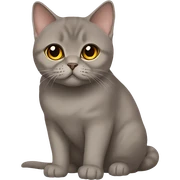 Brown british shorthair with Brown eyes sitting  sticker