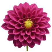 Dahlia  sticker