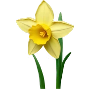 Daffodil  sticker
