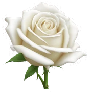 white rose sticker