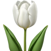 white tulips  sticker