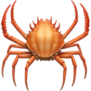 Spider crab  sticker