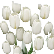 White tulips  sticker