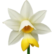 Daffodil  sticker