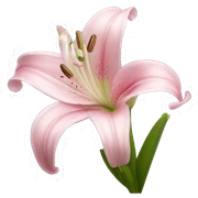 light pink lilium sticker