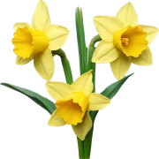 daffodil sticker