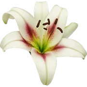 Lily  sticker