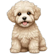 Cute maltipoo boy sticker