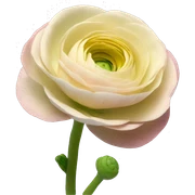 ranunculus sticker
