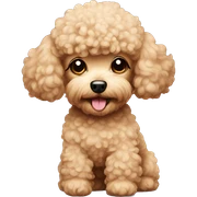 Toy poodle  sticker