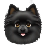 black pomeranian sticker