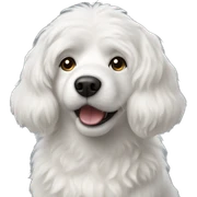 White dog Poddle  sticker