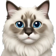 ragdoll kitten sticker