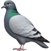 Pigeon sticker
