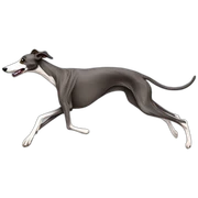 galgo running sticker