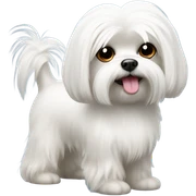 Maltese  sticker
