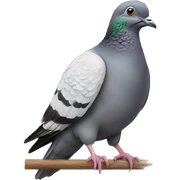 Pigeon sticker