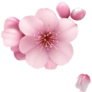 Cherry blossom sticker