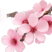 Pink sakura sticker
