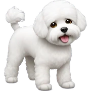 Bichon freise  sticker
