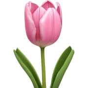 light pink tulips sticker