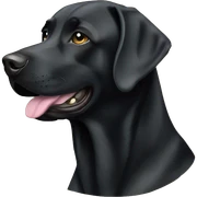 Black Labrador wearing camo sticker