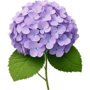 Hydrangea sticker