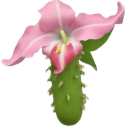 lapageria rosea sticker