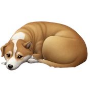 realistic shiba inu lounging sticker