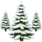  actual white fir christmas tree isolated.  sticker