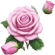 tulsi rose tea sticker