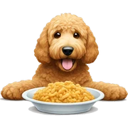 Golden doodle eating his food sticker