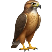 Hawk sticker
