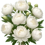 White peonies bouquet  sticker