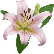 lily  sticker