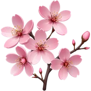 Cherry Blossom sticker