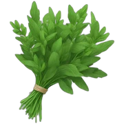 bouquet of green herbs sticker