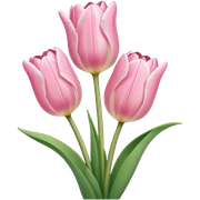 Light pink tulips sticker