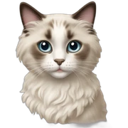 Ragdoll cat with curly girl sticker