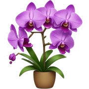 orchid sticker